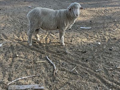 Ram for sale