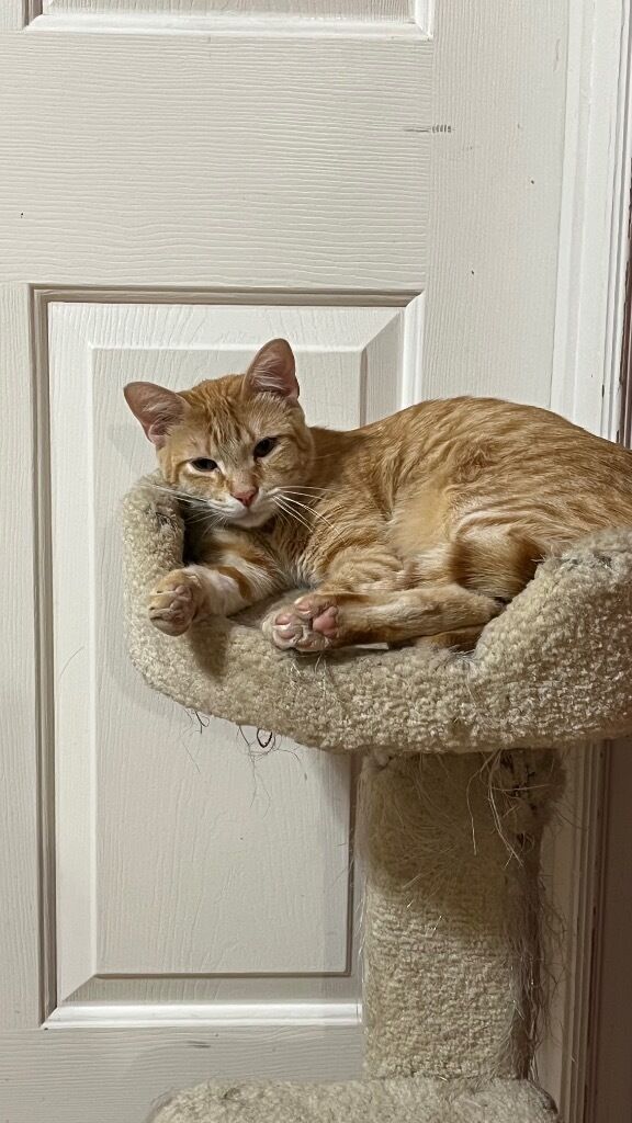 Domestic Medium Hair