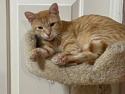 Domestic Medium Hair