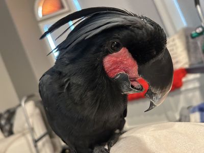 Baby Black Palm Cockatoo