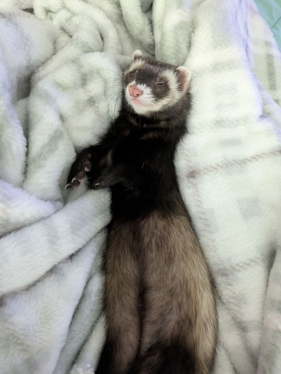19 month old Male Ferret for sale to Pet Friendly Home