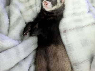 19 month old Male Ferret for sale to Pet Friendly Home
