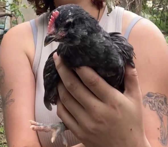Easter Egger Rooster--Coop Ready BYM Cockerel
