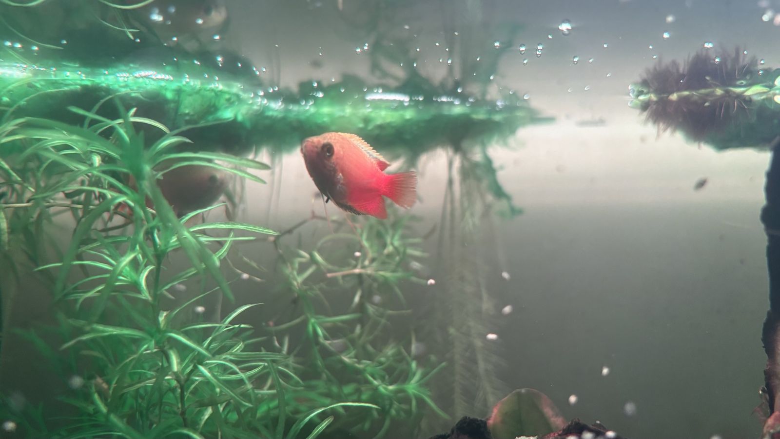 Honey Gourami Males - FREE