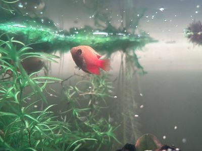 Honey Gourami Males - FREE
