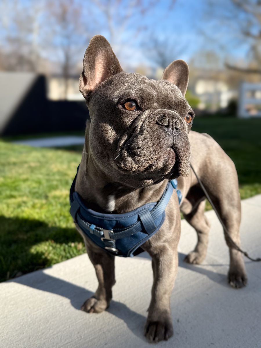 French Bulldog Stud AKC
