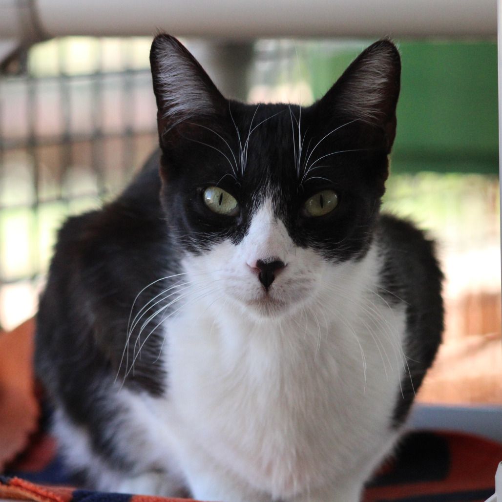 Hello my name is Pepper