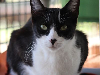 Hello my name is Pepper