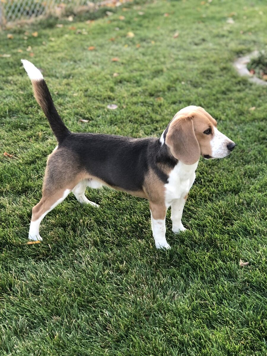 AKC / UKC registered blue/silver tricolor male beagle dog~FOR STUD ONLY ~ DNA health tested