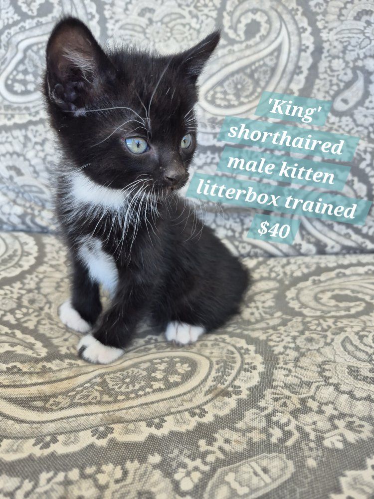Friendly, litterbox trained,  adorable kittens! great with kids!