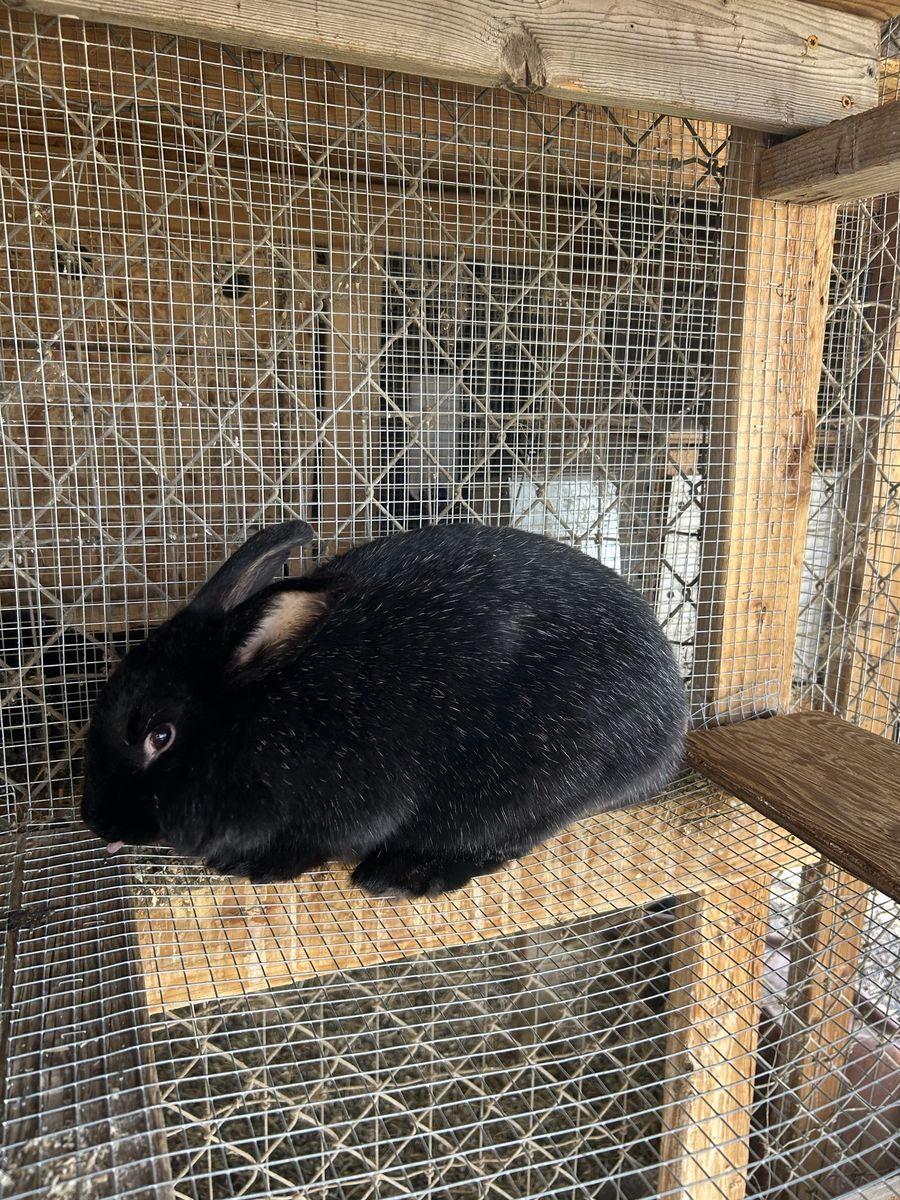 Silver Fox Rex Rabbits