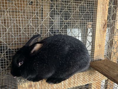 Silver Fox Rex Rabbits