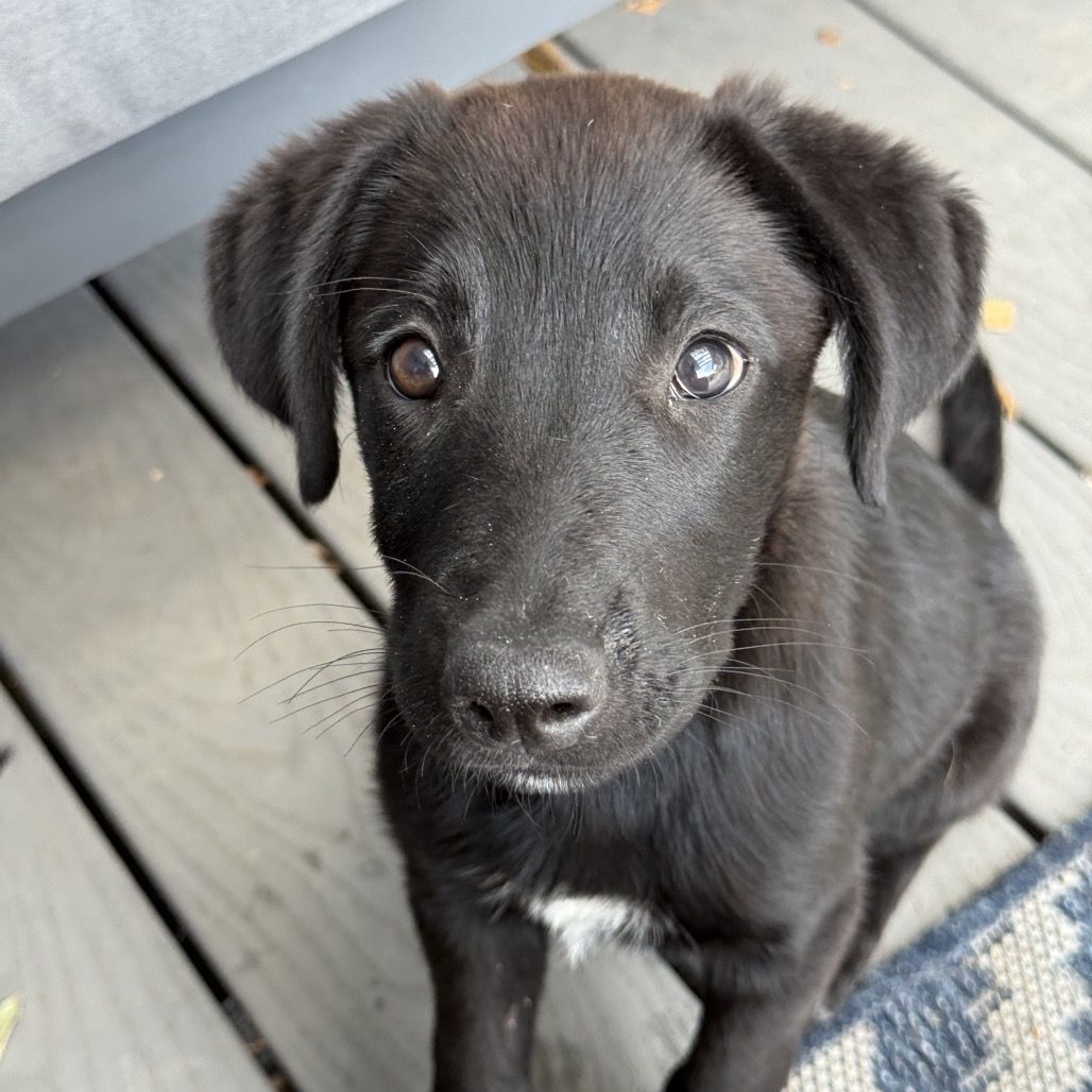 Hello my name is Chandler
