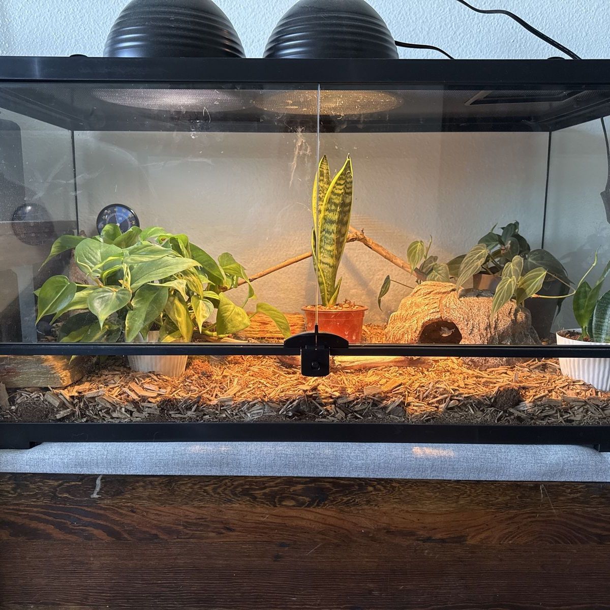 Juvenile Corn Snake 'Buttons' with Cage, Hides, Water Dishes, and Food