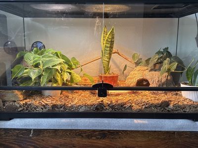 Juvenile Corn Snake 'Buttons' with Cage, Hides, Water Dishes, and Food
