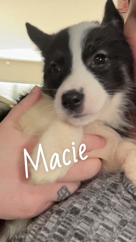 Husky / Lab Border Collie Puppies