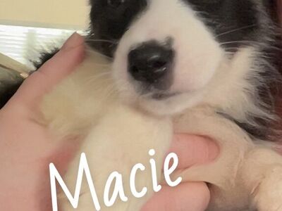 Husky / Lab Border Collie Puppies
