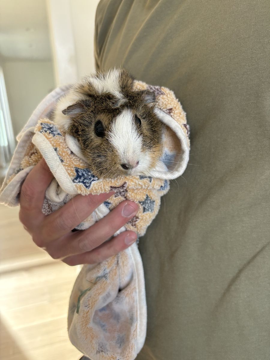 Female Guinea Pig. Year And A Half Old