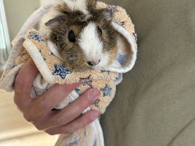 Female Guinea Pig. Year And A Half Old