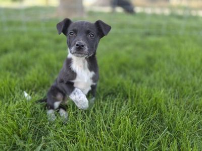 ***Early Training!!*** Blue Heeler/Decker Pup