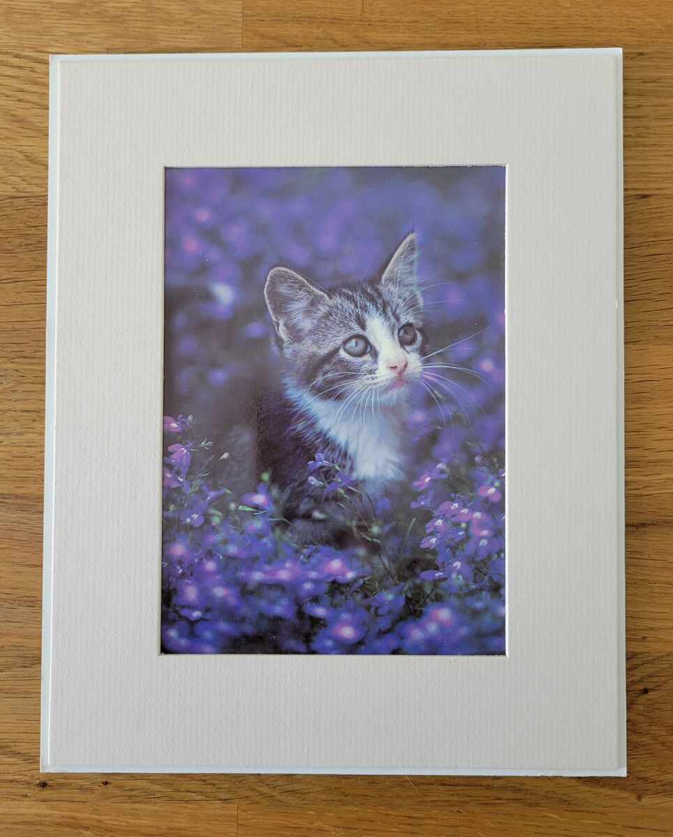 Kitten with Violets
