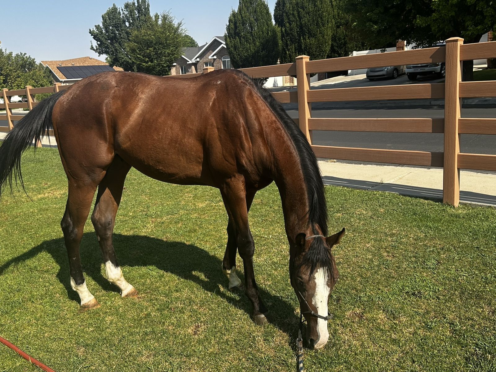 Two year old Thoroughbred 