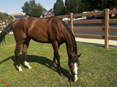 Two year old Thoroughbred