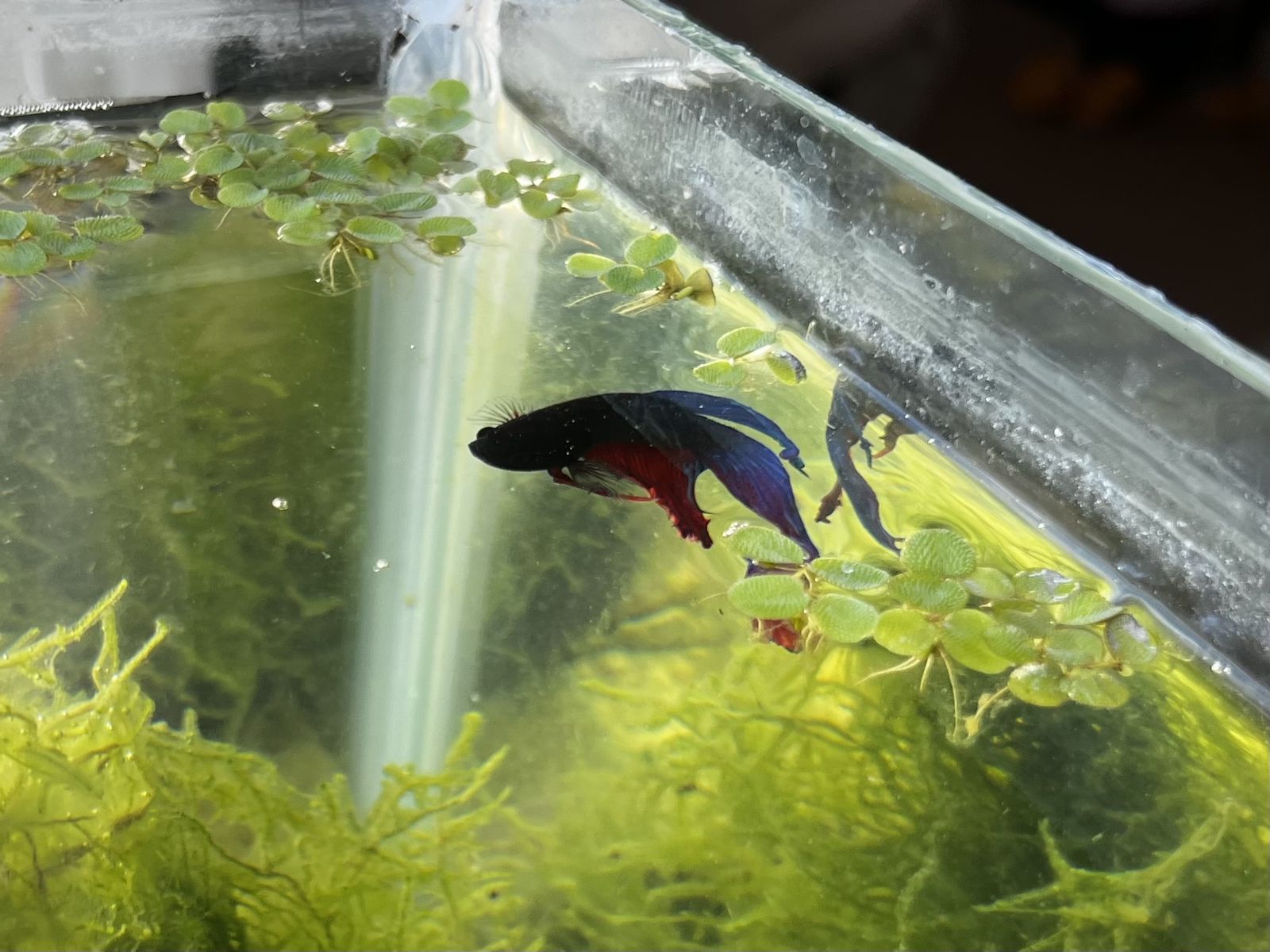 Betta fish *NEED EXPERIENCED BETTA PERSON*