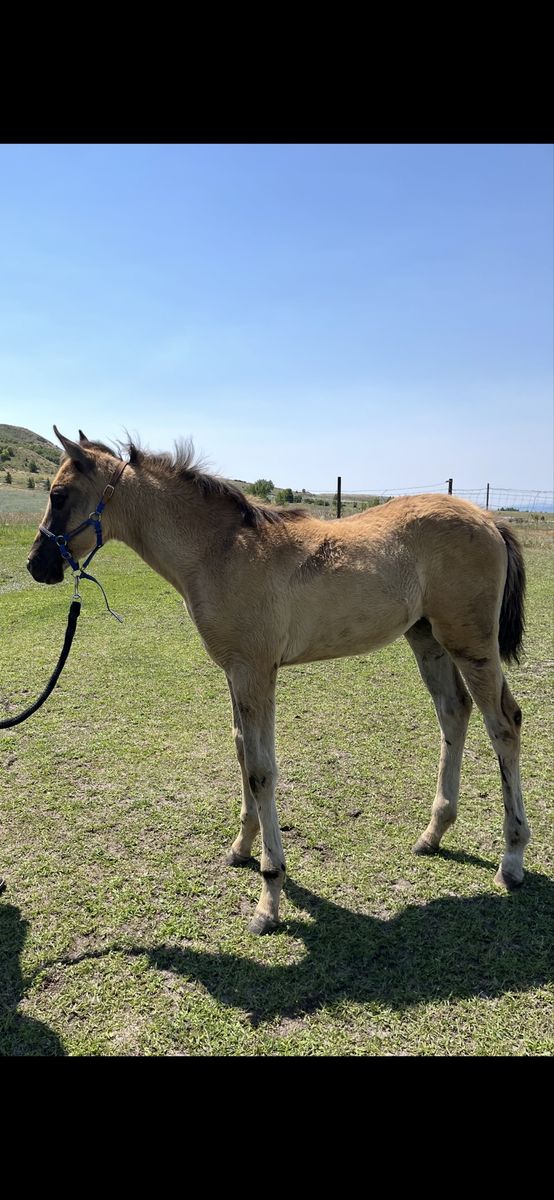 Grulla Ranch/Trail Prospect: Filly 4/10/26