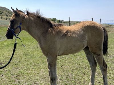 Grulla Ranch/Trail Prospect: Filly 4/10/26