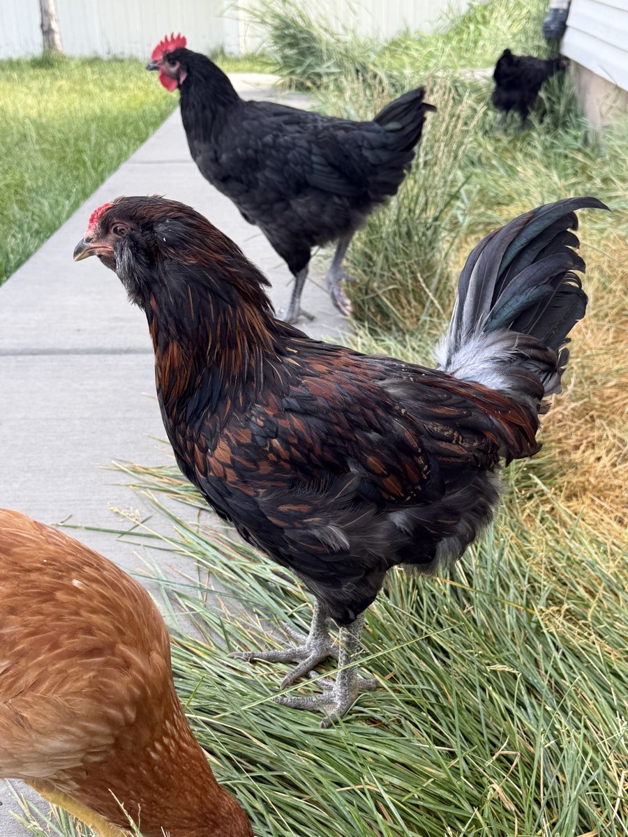 Free Easter Egger Cokerel