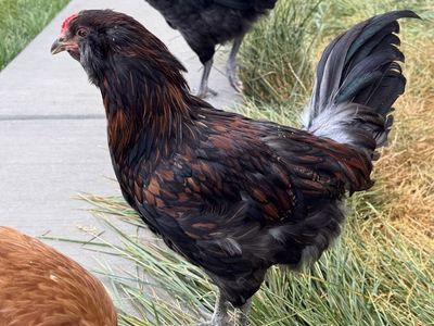 Free Easter Egger Cokerel