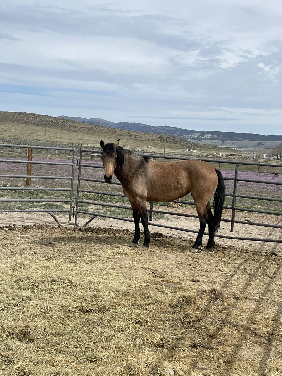 3 Year Old Filly 1500 OBO