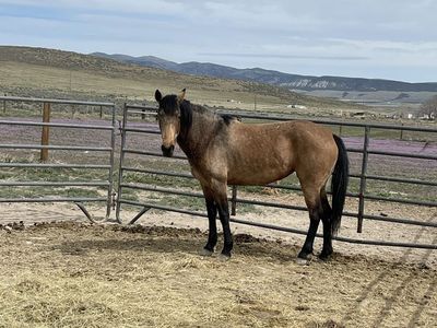 3 Year Old Filly 1500 OBO