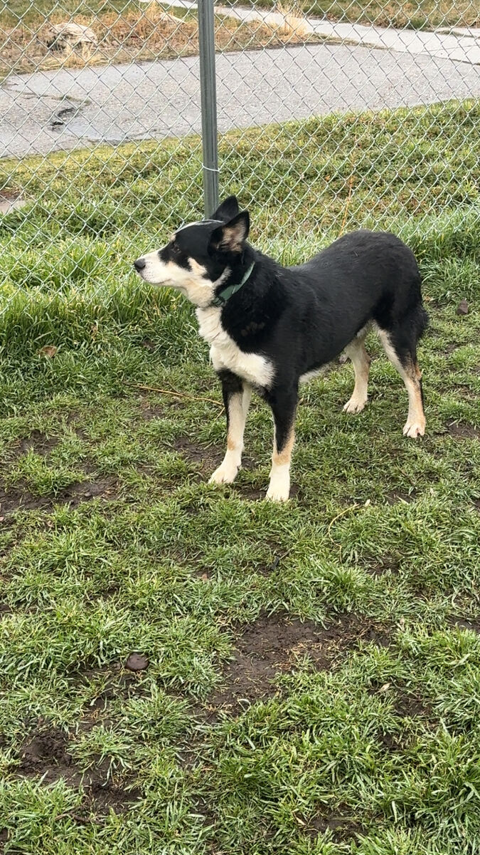 3.5 Year old Husky/Heeler