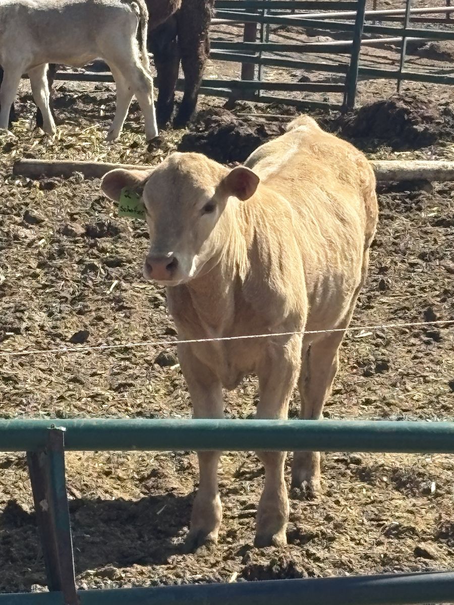 Heifer