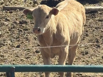 Heifer