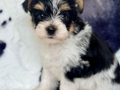 Schnauzer Yorkie cross
