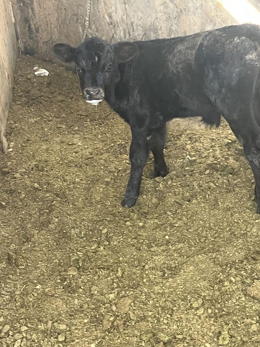 Black Angus Bottle calf