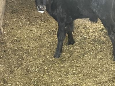 Black Angus Bottle calf