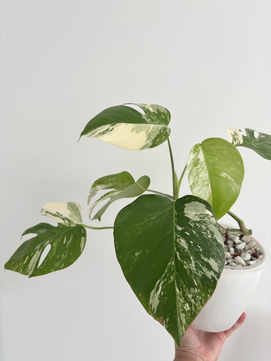 Main image 6