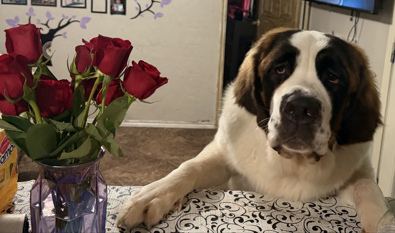 Saint Bernard