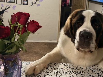 Saint Bernard