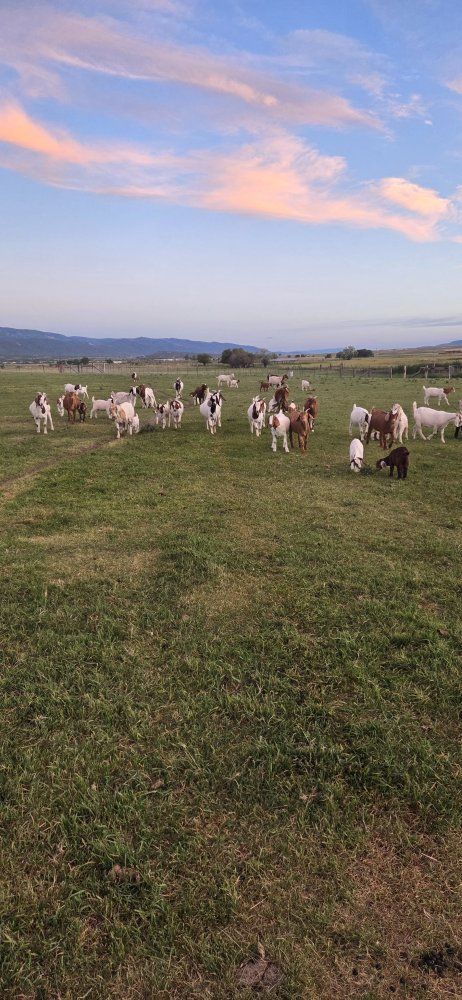Boer Goats for Sale - Healthy & Vigorous Livestock