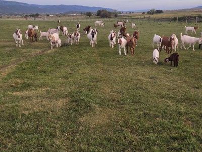 Boer Goats for Sale - Healthy & Vigorous Livestock