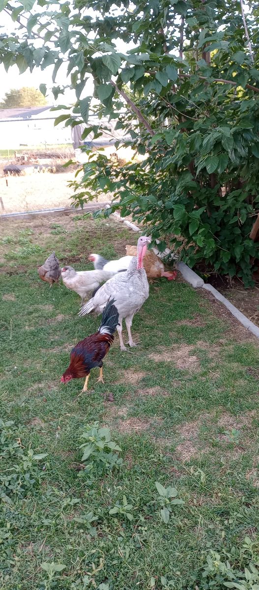 blue slate tom turkey