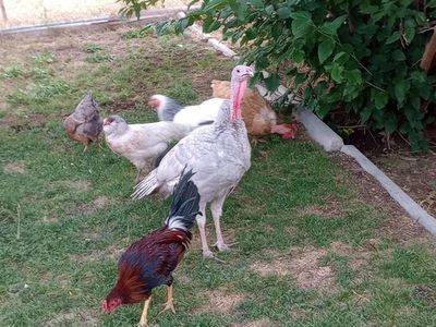 blue slate tom turkey