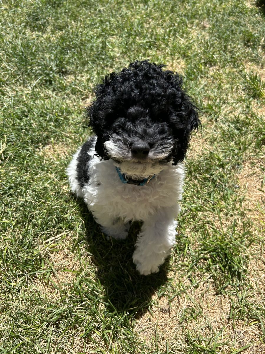 F1B Mini Cockapoo Puppies, Ready to Go! | Vaccinated, Microchipped & Dewormed