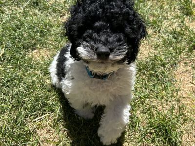F1B Mini Cockapoo Puppies, Ready to Go! | Vaccinated, Microchipped & Dewormed