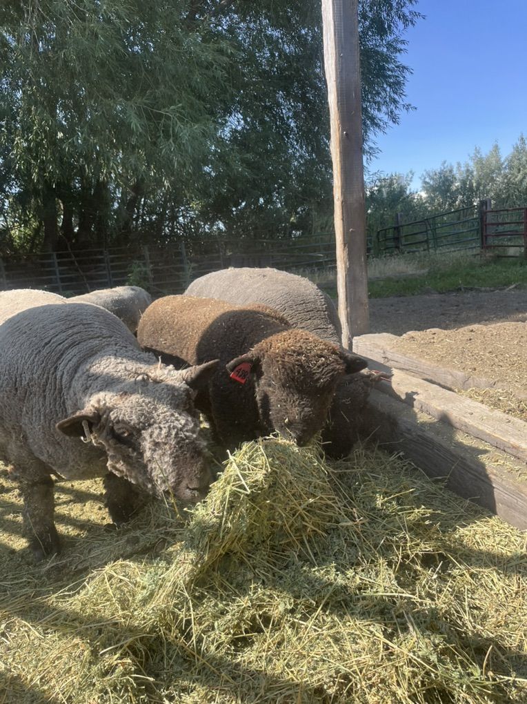 Babydoll Ram Lamb